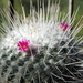 DSC09442Mammillaria geminispina