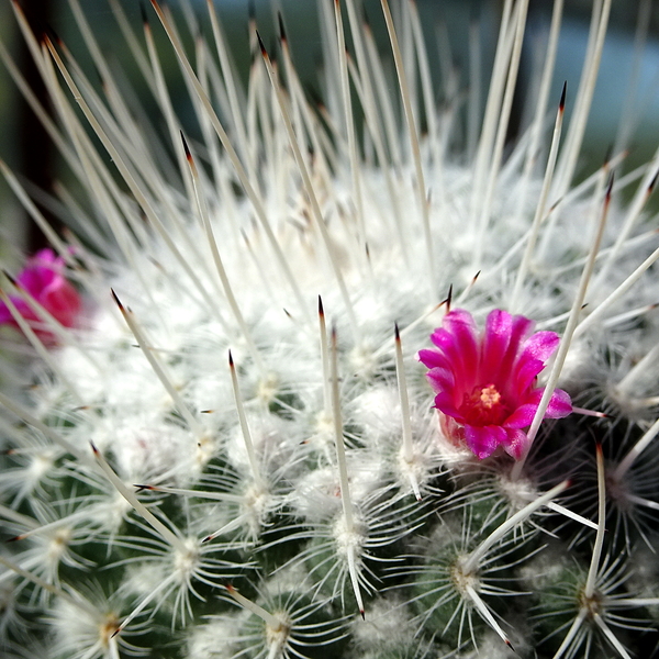 DSC09443Mammillaria geminispina