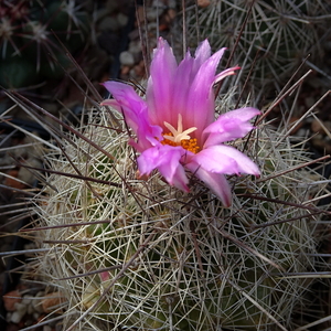 DSC09446Coryphantha ramillosa