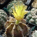 DSC09448Gymnocalycium mihanovichii STO 1212