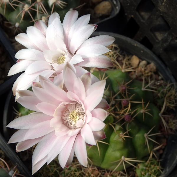 DSC09455Gymnocalycium damsii v. tucavocense