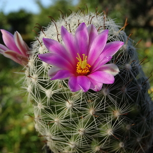 DSC09491Mammillaria boolii