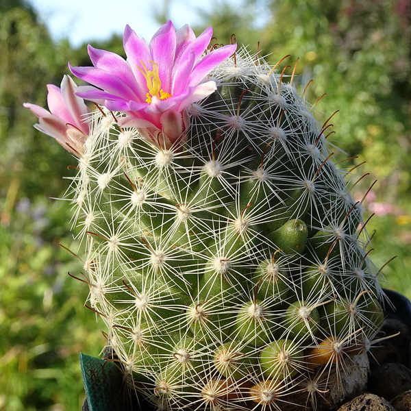 DSC09492Mammillaria boolii