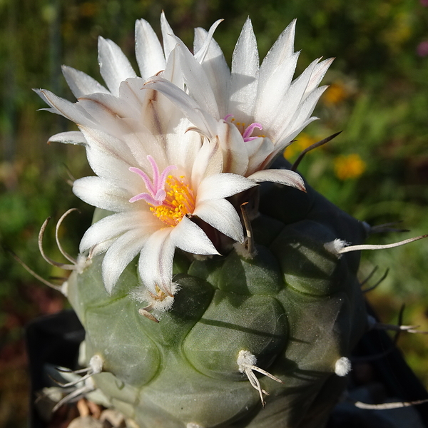 DSC09498Turbinicarpus polaskii