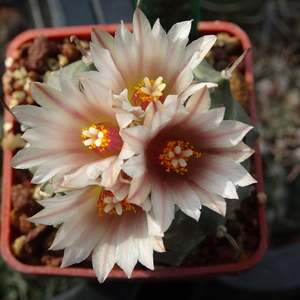 DSC09555Turbinicarpus schmiedickeanus ssp. klinkerianus