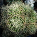 DSC09560Mammillaria decipiens ssp. camptotricha