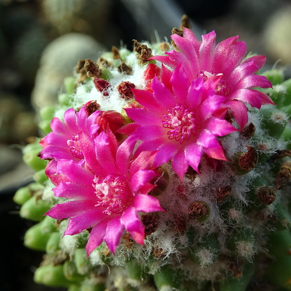 DSC09561Mammillaria polythele cv. Toluca