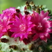 DSC09562Mammillaria polythele cv. Toluca