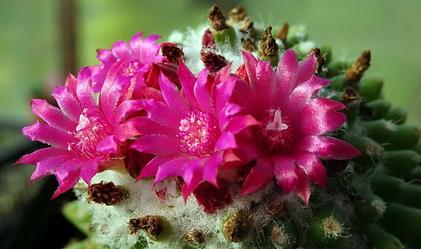 DSC09562Mammillaria polythele cv. Toluca