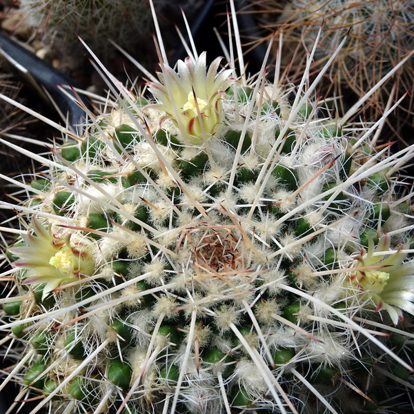 DSC09575Mammillaria karwinskiana ssp. nejapensis