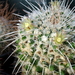 DSC09576Mammillaria karwinskiana ssp. nejapensis