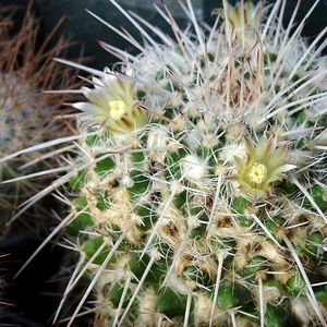 DSC09576Mammillaria karwinskiana ssp. nejapensis