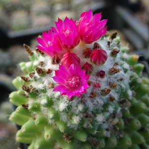 DSC09588Mammillaria polythele cv. Toluca