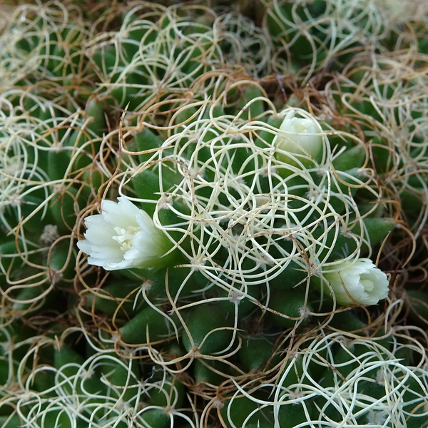 DSC09589Mammillaria camptotricha cv. marnier-lapostollei