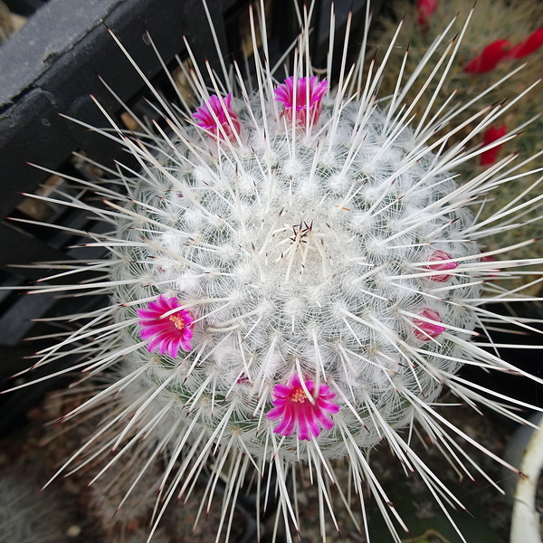 DSC09629Mammillaria geminispina