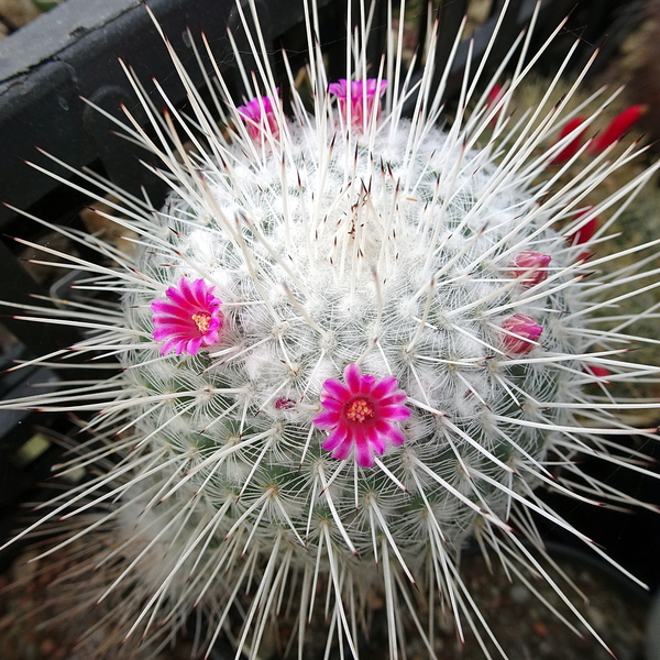 DSC09630Mammillaria geminispina