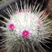 DSC09631Mammillaria geminispina