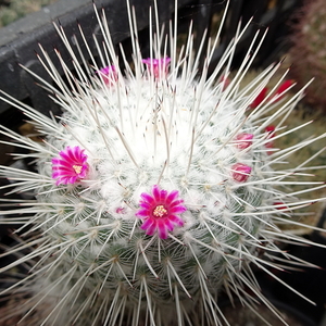 DSC09631Mammillaria geminispina