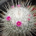 DSC09632Mammillaria geminispina