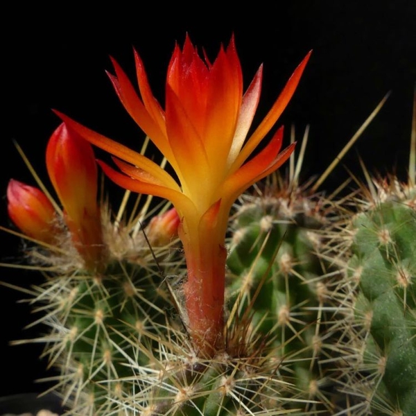 Loxanthocereus hoxeyi