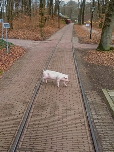 Ik kom als trambestuurder in het Openluchtmuseum best wel een ver