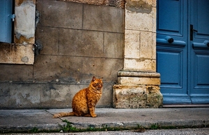 Kat op straat