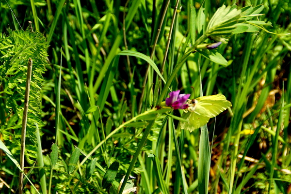 Citroenvlinder-3-05-2022