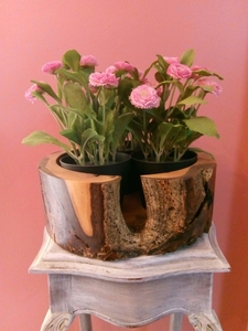 walnoot,ooit zat daar een tak