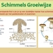 6 Compostdiertjes Micro-organismen Schimmels voorbeelden van de g
