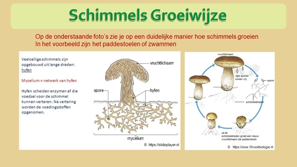 6 Compostdiertjes Micro-organismen Schimmels voorbeelden van de g