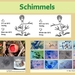 7 Compostdiertjes Micro-organismen Schimmels 1