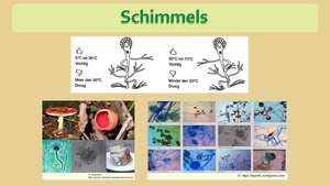 7 Compostdiertjes Micro-organismen Schimmels 1