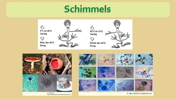 7 Compostdiertjes Micro-organismen Schimmels 1