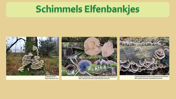 9 Compostdiertjes Micro-organismen Schimmels Elfenbankjes