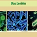 13 Compostdiertjes Micro-organismen Bacteriën