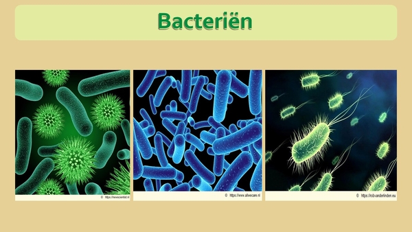 13 Compostdiertjes Micro-organismen Bacteriën