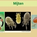 15 Compostdiertjes Micro-organismen Mijten