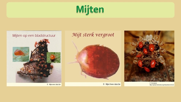 16 Compostdiertjes Micro-organismen Mijten