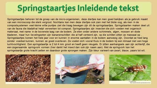 17 Compostdiertjes Micro-organismen Springstaartjes tekst