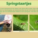19 Compostdiertjes Micro-organismen Springstaartjes