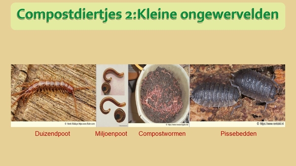 21  Compostdiertjes 2 Kleine ongewervelde (Banner)