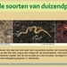 24  Compostdiertjes 2 Kleine ongewervelde Duizendpoten  Enkele so