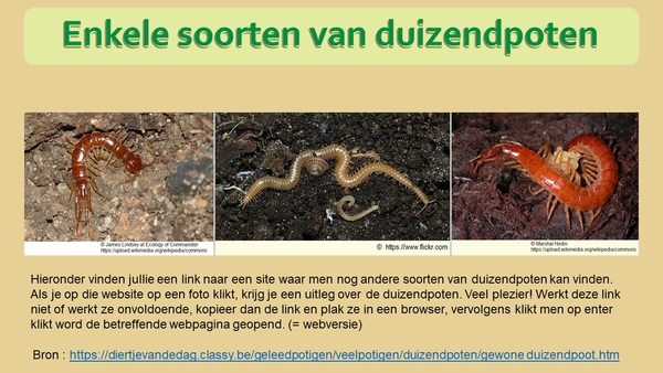 24  Compostdiertjes 2 Kleine ongewervelde Duizendpoten  Enkele so