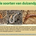 24  Compostdiertjes 2 Kleine ongewervelde Duizendpoten  Enkele so
