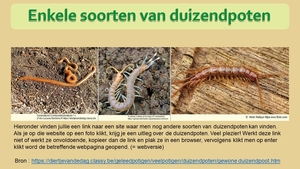 24  Compostdiertjes 2 Kleine ongewervelde Duizendpoten  Enkele so