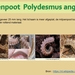 26  Compostdiertjes 2 Kleine ongewervelde Miljoenpoten   Polydesm