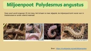 26  Compostdiertjes 2 Kleine ongewervelde Miljoenpoten   Polydesm