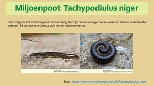 26  Compostdiertjes 2 Kleine ongewervelde Miljoenpoten   Tachypod