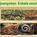 27  Compostdiertjes 2 Kleine ongewervelde Miljoenpoten   Enkele s