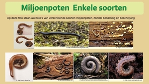 27  Compostdiertjes 2 Kleine ongewervelde Miljoenpoten   Enkele s